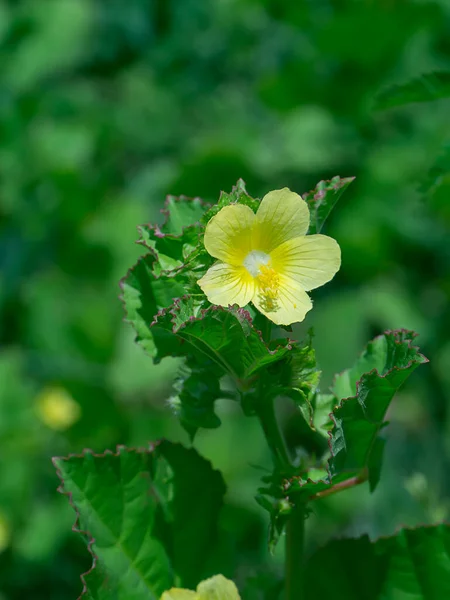 Närbild Brasilien Jute Malachra Gul Bladbrakt Blomma Med Suddig Bakgrund — Stockfoto