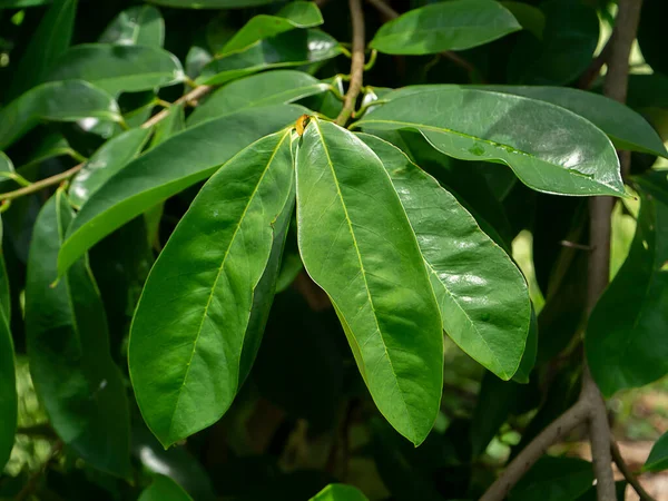 Soursop Manzana Flaca Nombre Científico Annona Muricata Planta Para Tratamiento — Foto de Stock