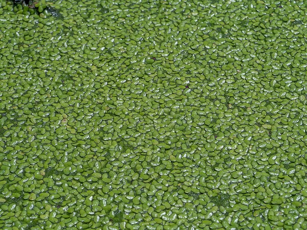 Fondo Duckweed Nombre Científico Lemna Perpusilla Torr — Foto de Stock