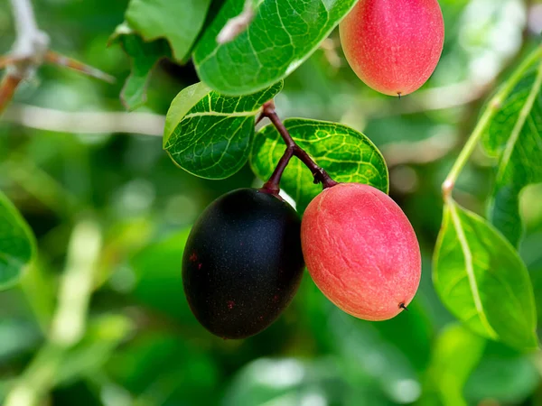 Hög Vitaminhalt Frukt Bengaliska Vinbär Carandas Plommon Karanda Träd Carissa — Stockfoto