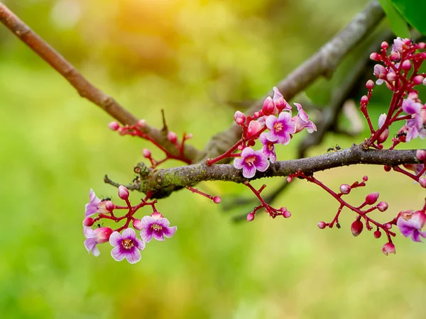 背景がぼやけているスターフルーツの食用花を閉じます 学名Verroha Carambola Linn — ストック写真