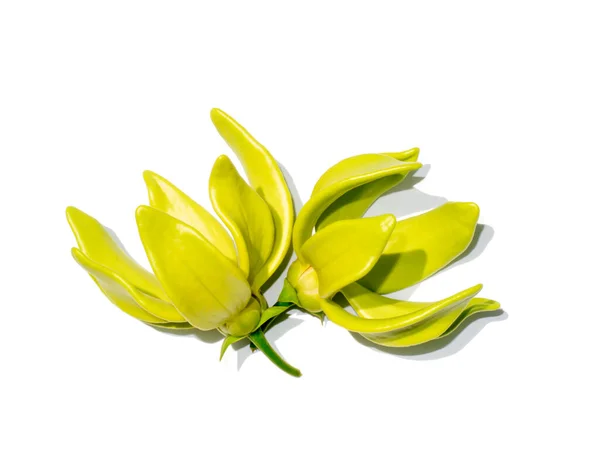 Gros Plan Fleurs Parfumées Escalade Ylang Ylang Ilang Ilang Manorangini — Photo