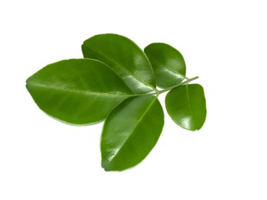 Turuncu Jessamine yaprağı, saten ağacı, Murraya egzotik ağacı..