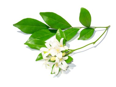 Orange Jessamine 'in çiçeği, saten ağacı, beyaz arka planda Murraya exotica ağacı..