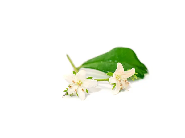 Close Eukien Tea Flower White Background Scientific Name Carmona Retusa — Stock Photo, Image