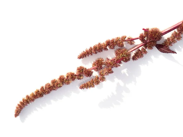 Nahaufnahme Blume Von Red Amarsnth Baum Auf Weißem Hintergrund Mit — Stockfoto