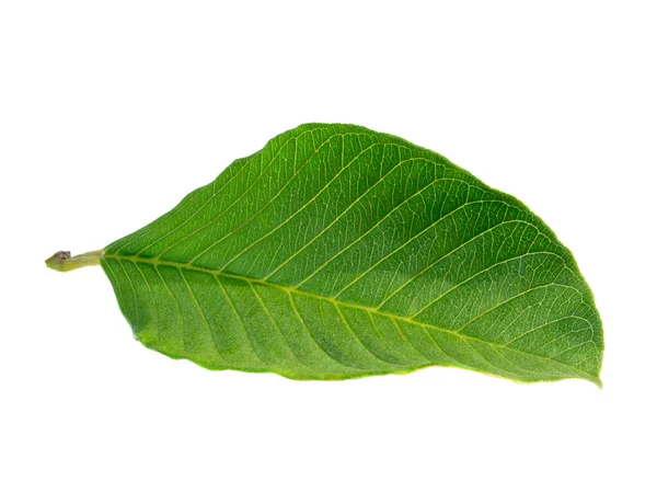 Close Guava Leaves White Background Scientific Name Psidium Guajava — Stock Photo, Image