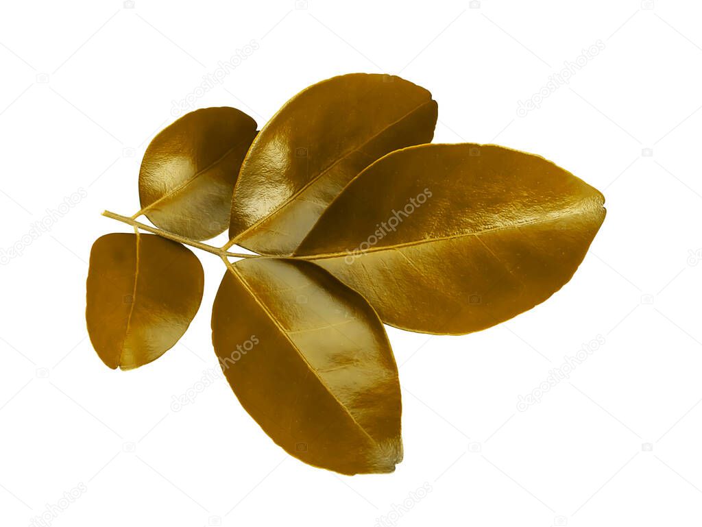 The gold leaf of Orange Jessamine, Satin wood, Murraya exotica tree isolate on white background with clipping path.