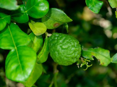 Yeşil Kaffir limon meyvesi ya da limau purut. (Bilimsel adı Citrus hystrix)