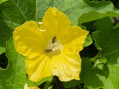 Karpuz çiçeğini böcekle kapatmak tozlaşmadır. (Bilimsel adı Benincasa hispida)