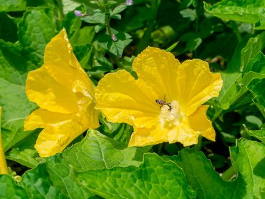 Karpuz çiçeğini kapat. (Bilimsel adı Benincasa hispida)
