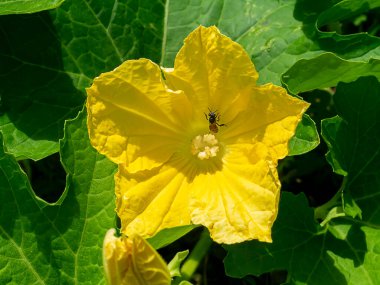 Karpuz çiçeğini böcekle kapatmak tozlaşmadır. (Bilimsel adı Benincasa hispida)