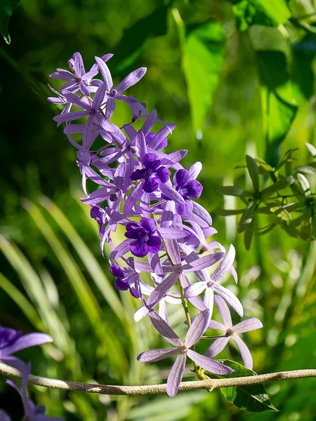 Close Purple Wreath Sandpaper Vine Flower Blur Background Scientific Name — Stock Photo, Image