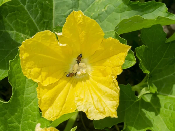 Karpuz çiçeğini böcekle kapatmak tozlaşmadır. (Bilimsel adı Benincasa hispida)