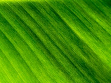 Benekli bitki arka planındaki muz yapraklarını kapat.