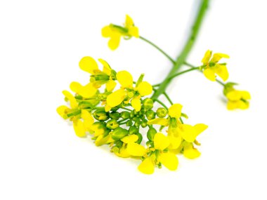 Beyaz arkaplandaki sarı kolza tohumlu çiçekleri kapat. (Bilimsel adı Brassica napus).