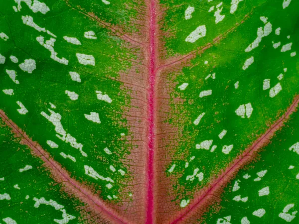 Caladium Bicolor Yaprağının Dokusunu Kapat — Stok fotoğraf