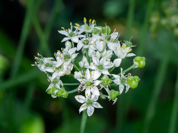 Zamknij Chiński Chive Kwiat Rozmytym Tle Nazwa Naukowa Allium Tuberosum — Zdjęcie stockowe