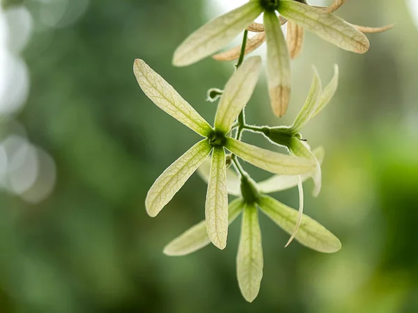 在模糊的背景下 关闭干燥的花环砂纸葡萄花 学名Petrea Volubilis — 图库照片