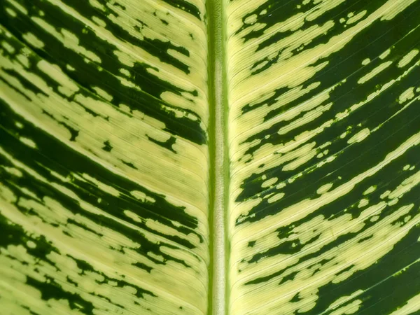 Close Leaves Spotted Plant Background — Stock Photo, Image