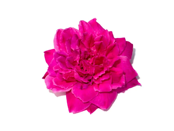 Nahaufnahme Rosa Von Damast Rose Blume Auf Weißem Hintergrund Wissenschaftlicher — Stockfoto