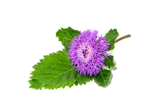 Großaufnahme Der Brasilianischen Knopfblume Centratherum Lerchenblümchen Kriechendes Gänseblümchen Auf Weißem — Stockfoto