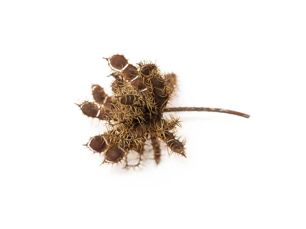Närbild Känsliga Växtfrön Vit Bakgrund Vetenskapligt Namn Mimosa Pudica — Stockfoto