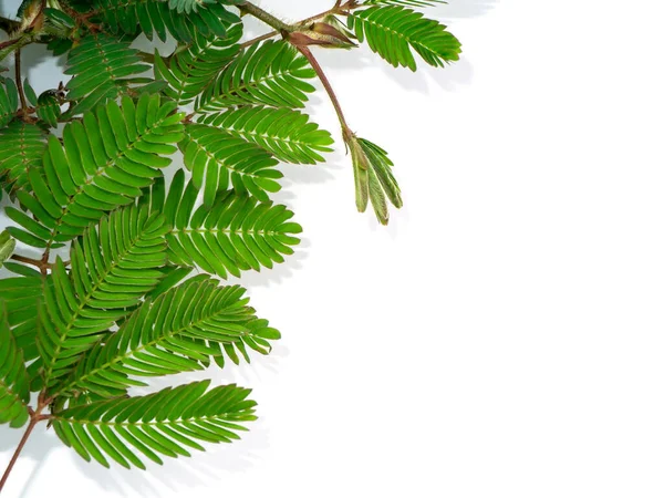 Nahaufnahme Von Empfindlichen Pflanzenblättern Auf Weißem Hintergrund Wissenschaftlicher Name Mimose — Stockfoto