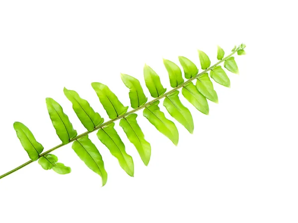 Fermer Feuille Fougère Verte Sur Fond Blanc — Photo