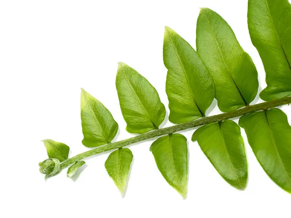 Fermer Feuille Fougère Verte Sur Fond Blanc — Photo