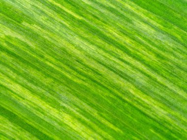 Benekli bitki arkaplanının muz yapraklarını kapat.