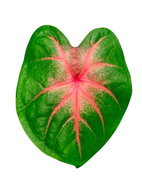 Caladium bicolor yaprağını kapat ve kırpma yolu ile beyaz arkaplanda izole et.