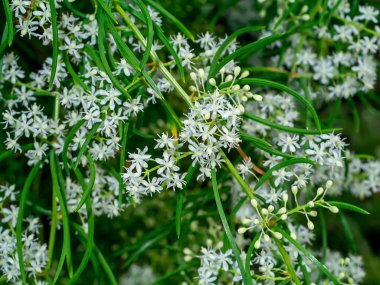 Shatavari bitkisinin çiçeğini kapat (Bilimsel adı Asparagus racemosus Willd)