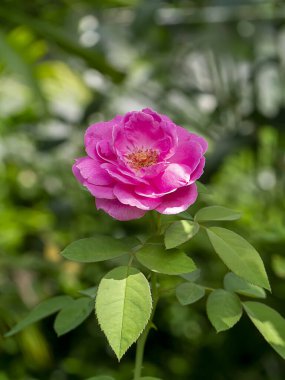 Pembe Damask Gül çiçeğini yakın plan. (Bilimsel adı Rosa Damascena)