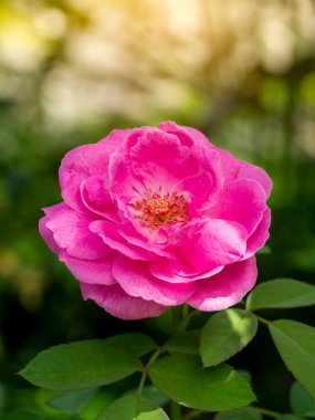 Pembe Damask Gül çiçeğini yakın plan. (Bilimsel adı Rosa Damascena)