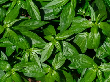 Kariyat yapraklarına ya da The Creat fabrikasının arka planına yakın dur. (Bilimsel Adı Andrographis panikleme (Burm. F) Duvar.) Anti virüs covid-19 için Tayland bitkisi..