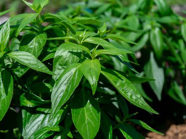 Kariyat yapraklarına ya da The Creat fabrikasının arka planına yakın dur. (Bilimsel Adı Andrographis panikleme (Burm. F) Duvar.) Anti virüs covid-19 için Tayland bitkisi..