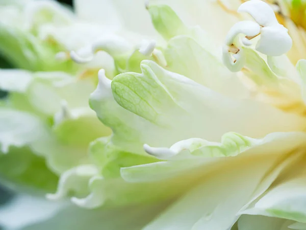 Närbild Mjukt Kronblad Lotus Blomma Bakgrund — Stockfoto