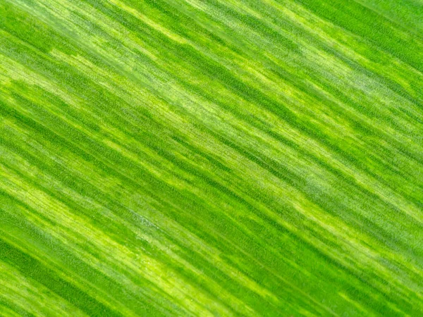 Benekli bitki arkaplanının muz yapraklarını kapat.