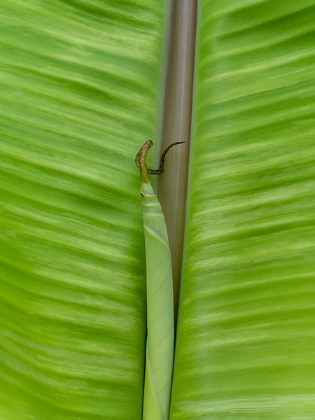 Fermer Fond Des Feuilles Banane — Photo