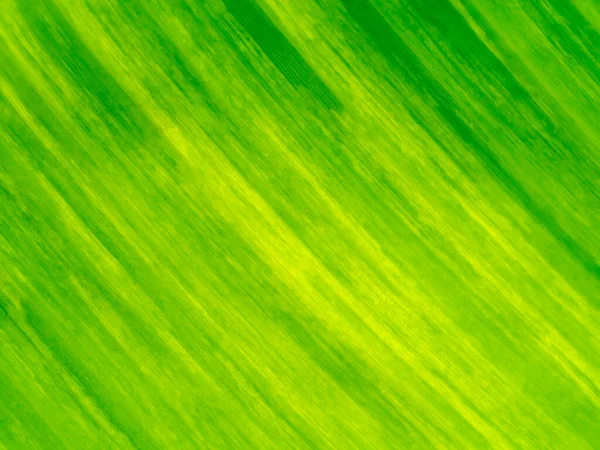 Close Textura Folhas Banana Fundo Planta Manchada — Fotografia de Stock