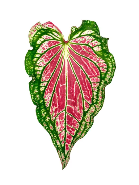 Caladium Bicolor Yaprağını Kapat Kırpma Yolu Ile Beyaz Arkaplanda Izole — Stok fotoğraf