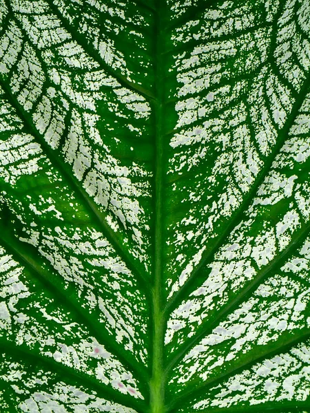 Textura Cerca Caladium Hoja Bicolor — Foto de Stock