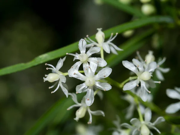 Zamknij Kwiat Shatavari Roślin Rozmytym Tle Nazwa Naukowa Asparagus Racemosus — Zdjęcie stockowe