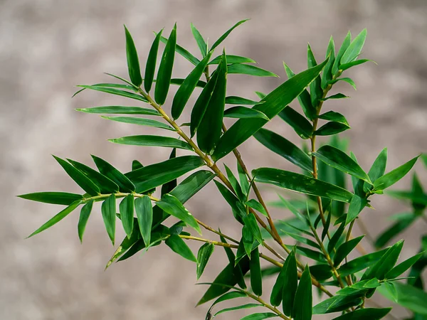 Fresh Bamboo Leaves Blur Background — Stock Photo, Image