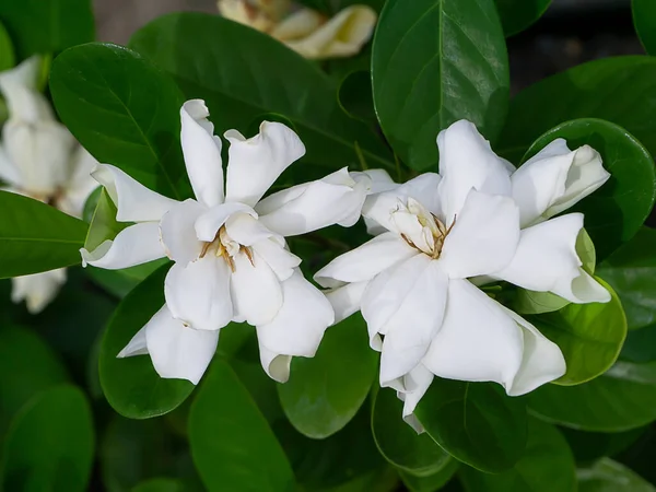 Beyaz Gardenya Çiçeği Bulanık Arkaplanlı Cape Jasmine Bilimsel Adı Gardenia — Stok fotoğraf
