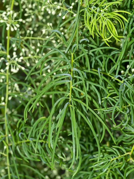 シャタヴァリ植物の葉を閉じる Asparagus Racemosus Wild — ストック写真