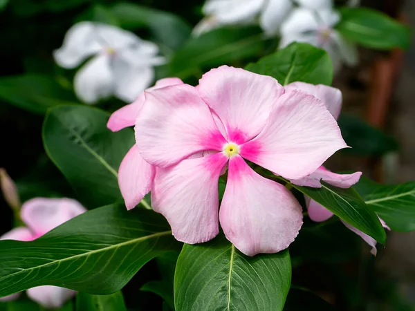 ペリウィンクル岬 明るい目 インドのペリウィンクル マダガスカルペリウィンクルの花の葉 Catharanthus Roseus Don — ストック写真