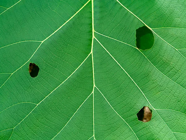 紧贴薄荷树叶子的纹理 科学名称Tectona Grandis — 图库照片