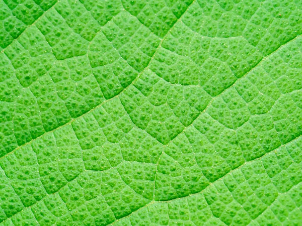 Cerrar Textura Hoja Del Árbol Teca Nombre Científico Tectona Grandis —  Fotos de Stock